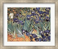 Framed Irises in the Garden, Saint-Remy, c.1889