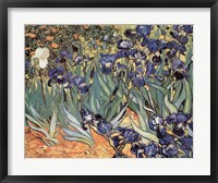 Framed Irises in the Garden, Saint-Remy, c.1889