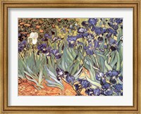 Framed Irises in the Garden, Saint-Remy, c.1889