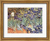 Framed Irises in the Garden, Saint-Remy, c.1889