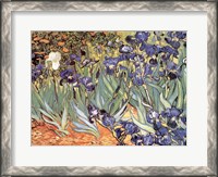 Framed Irises in the Garden, Saint-Remy, c.1889