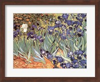 Framed Irises in the Garden, Saint-Remy, c.1889