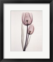 Framed Tulipa Two