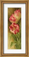 Framed Spring's Parrot Tulip II