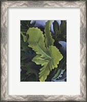 Framed Green Oak Leaves