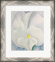 Framed White Pansy