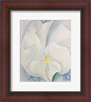 Framed White Pansy