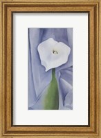 Framed Calla Lily on Grey, 1928