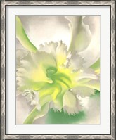 Framed Orchid