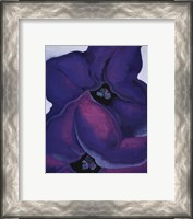 Framed Purple Petunias, 1925