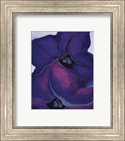 Framed Purple Petunias, 1925