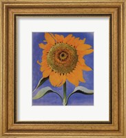 Framed Sunflower, New Mexico, 1935