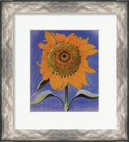 Framed Sunflower, New Mexico, 1935