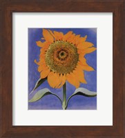 Framed Sunflower, New Mexico, 1935