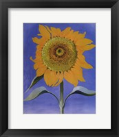 Framed Sunflower, New Mexico, 1935
