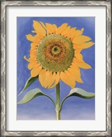 Framed Sunflower, New Mexico, 1935