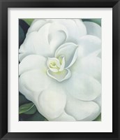 Framed White Camellia