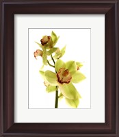 Framed Pale Orchid