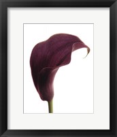 Framed Purple Calla Lily