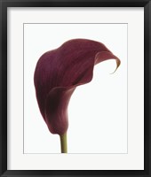 Framed Purple Calla Lily