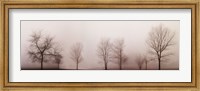 Framed Misty Meadow