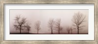 Framed Misty Meadow