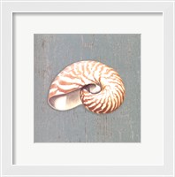 Framed Nautilus