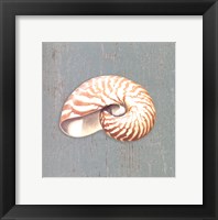 Nautilus Framed Print