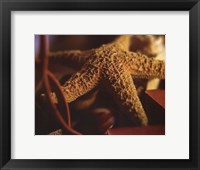 Framed Starfish IV