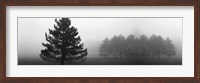 Framed Misty Pines