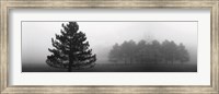 Framed Misty Pines