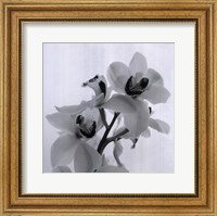 Framed Orchid Spray II