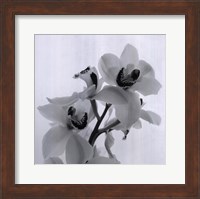 Framed Orchid Spray II