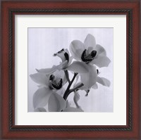 Framed Orchid Spray II