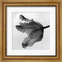 Framed Parrot Tulip II