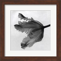 Framed Parrot Tulip II