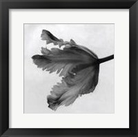 Framed Parrot Tulip II
