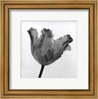 Framed Parrot Tulip I