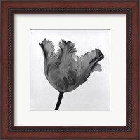 Framed Parrot Tulip I