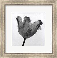 Framed Parrot Tulip I