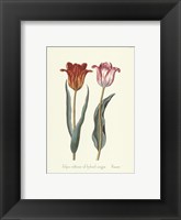 Framed Tulipa Cultivar