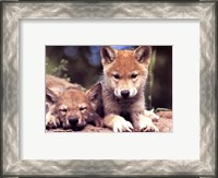 Framed Spring Wolf Pups