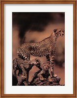 Framed African Cheetah
