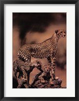 Framed African Cheetah