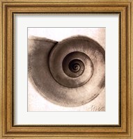 Framed Snail Shell