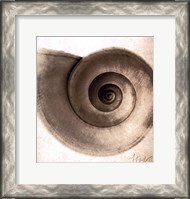 Framed Snail Shell