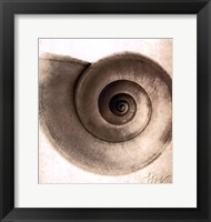 Snail Shell Framed Print