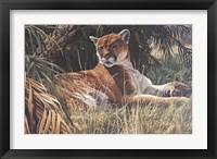 Framed Last Sanctuary- Florida Panther (detail)