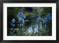 Framed Blue Poppies