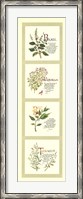 Framed Kitchen Herbs I